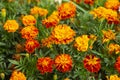 Bright flowerses on background of the green herb