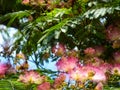 Flowers of Albizia Mulberry Acacia Crimean Mimosa Royalty Free Stock Photo