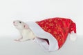 White fluffy rat crawls out of a Christmas hat Royalty Free Stock Photo