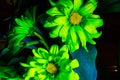 Bright Fluorescent Green Flowers Daisy Arrangement