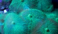 Bright Fluorescent Green Mushroom Corals