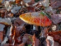 Bright fly agaric mushroom Amanita muscaria in autumn forest among fallen leaves
