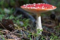 Bright fly agaric wild mushroom growing on forest floor. Amanita muscaria. Royalty Free Stock Photo