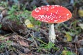 Bright fly agaric wild mushroom growing on forest floor. Amanita muscaria. Royalty Free Stock Photo