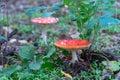 Bright fly agaric wild mushroom growing on forest floor. Amanita muscaria. Royalty Free Stock Photo