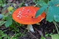 Bright fly agaric wild mushroom growing on forest floor. Amanita muscaria. Royalty Free Stock Photo