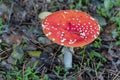 Bright fly agaric wild mushroom growing on forest floor. Amanita muscaria. Royalty Free Stock Photo