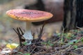 Bright fly agaric wild mushroom growing on forest floor. Amanita muscaria. Royalty Free Stock Photo