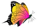 Bright flying butterfly. Realsitic winged animal. Spring symbol Royalty Free Stock Photo