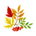 Bright Foliage with Ashberry Twig as Thanksgiving Autumnal Holiday Vector Composition