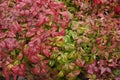 Dwarf nandina domestica shrub Royalty Free Stock Photo