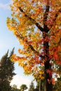 Bright foliage of liquidambar