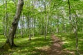Bright footpath in a deciduous forest with hornbeam trees by summer season Royalty Free Stock Photo