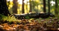 Bright forest clearing,beautiful sunlight and seasonal nature background with bokeh and short depth of field. Close-up with space Royalty Free Stock Photo