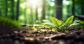 Bright forest clearing,beautiful sunlight and seasonal nature background with bokeh and short depth of field. Close-up with space Royalty Free Stock Photo