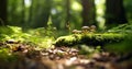 Bright forest clearing,beautiful sunlight and seasonal nature background with bokeh and short depth of field. Close-up with space Royalty Free Stock Photo