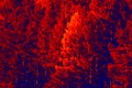 Bright forest in red and blue tones Royalty Free Stock Photo
