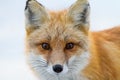 Bright Fox Portrait