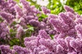 Bright fragrant flowers of lilac. Natural floral background. Background of lilac.