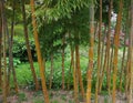 A bright fresh bamboo thicket in a spring park Royalty Free Stock Photo