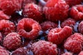 Fresh berries of pink raspberry, only plucked Royalty Free Stock Photo