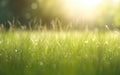 Bright fresh green grass summer meadow background Royalty Free Stock Photo