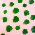 Bright fresh green leafs pattern on pink pastel background. Minimal concept. Royalty Free Stock Photo