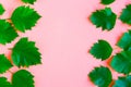 Bright fresh green leafs pattern on pink pastel background. Minimal concept. Summer time concept. Royalty Free Stock Photo