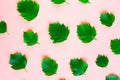 Bright fresh green leafs pattern on pink pastel background. Minimal concept. Royalty Free Stock Photo