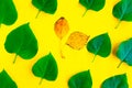 Bright fresh green leafs pattern and yellow autumn leaf on bright yellow background. Minimal concept. Royalty Free Stock Photo