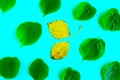 Bright fresh green leafs pattern and yellow maple leaf on bright blue background. Minimal concept. Royalty Free Stock Photo