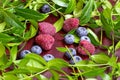 Bright fresh juicy red raspberries and blue blueberries with green leaves on wooden background. Royalty Free Stock Photo