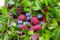 Bright fresh juicy red raspberries and blue blueberries with green leaves on wooden background. Royalty Free Stock Photo