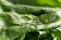 Bright fresh leaves of sorrel in a glass bowl. Rustic style. Royalty Free Stock Photo