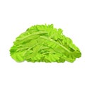 Bright, fresh lettuce, chopped in small pieces, stack of salad isolated on white background. Pile of ingredient, organic food