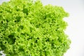 bright fresh lettuce leaves close up Royalty Free Stock Photo