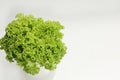 bright fresh lettuce leaves close up Royalty Free Stock Photo