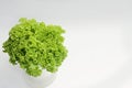 Bright fresh lettuce leaves close up Royalty Free Stock Photo