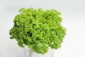 Bright fresh lettuce leaves close up Royalty Free Stock Photo