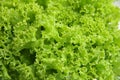 Bright fresh lettuce leaves close up Royalty Free Stock Photo