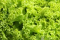 Bright fresh lettuce leaves close up Royalty Free Stock Photo