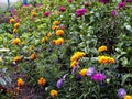 fresh multicolored flowers on an autumn flowerbed Royalty Free Stock Photo