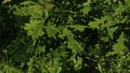 Young crown of summer oak