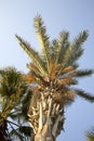 Bright fresh palm tree against the blue sky in summer on vacation