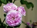 Bright fresh pink tea roses in the garden Royalty Free Stock Photo