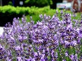 Bright and fresh purple lavender closeup in public park. blurred green background.