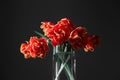 Bright fresh red orange tulips isolated on black background. Bunch of spring flowers in big glass vase. Monochrome Royalty Free Stock Photo