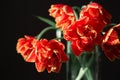 Bright fresh red orange tulips isolated on black background. Bunch of spring flowers in big glass vase. Monochrome Royalty Free Stock Photo