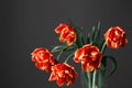 Bright fresh red orange tulips isolated on grey background. Bunch of spring flowers in big glass vase. Monochrome Royalty Free Stock Photo