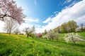 Spring background with grass and blue sky Royalty Free Stock Photo